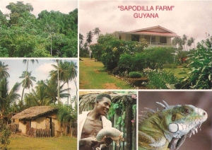 Sapodilla when it was first built 1993 for tourists first postca 001